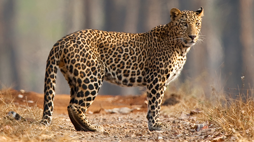 leopard-kanha-national-park-india1