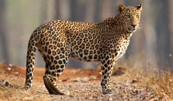 leopard-kanha-national-park-india-500x300